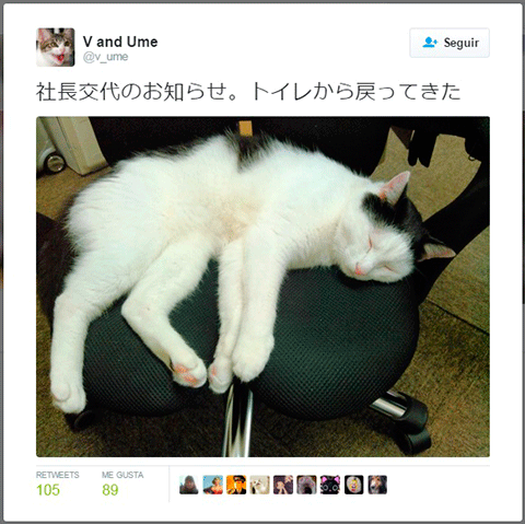empresa-japonesa-adopta-9-gatos